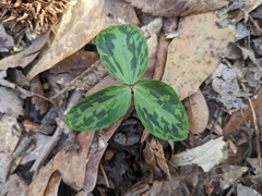 Trillium stamineum