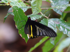 Troides aeacus