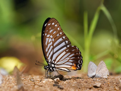 Graphium xenocles