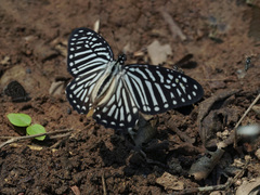 Graphium macareus