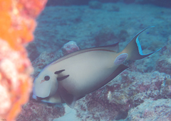 Acanthurus tennentii