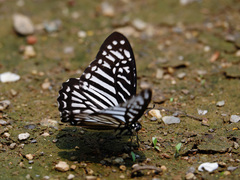 Graphium macareus