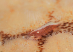 Zenopontonia soror
