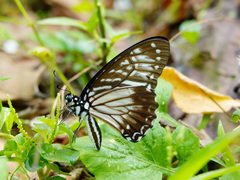 Graphium macareus