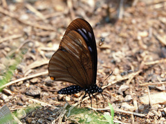 Papilio slateri