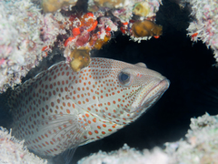 Anyperodon leucogrammicus