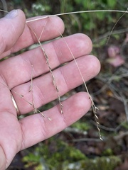 Festuca subverticillata