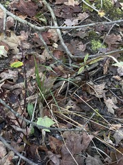 Festuca subverticillata