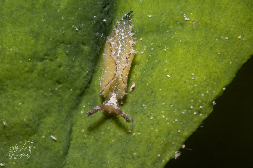 Elysia zuleicae