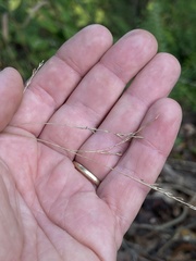 Festuca subverticillata