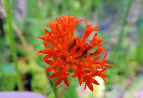Hypericophyllum image
