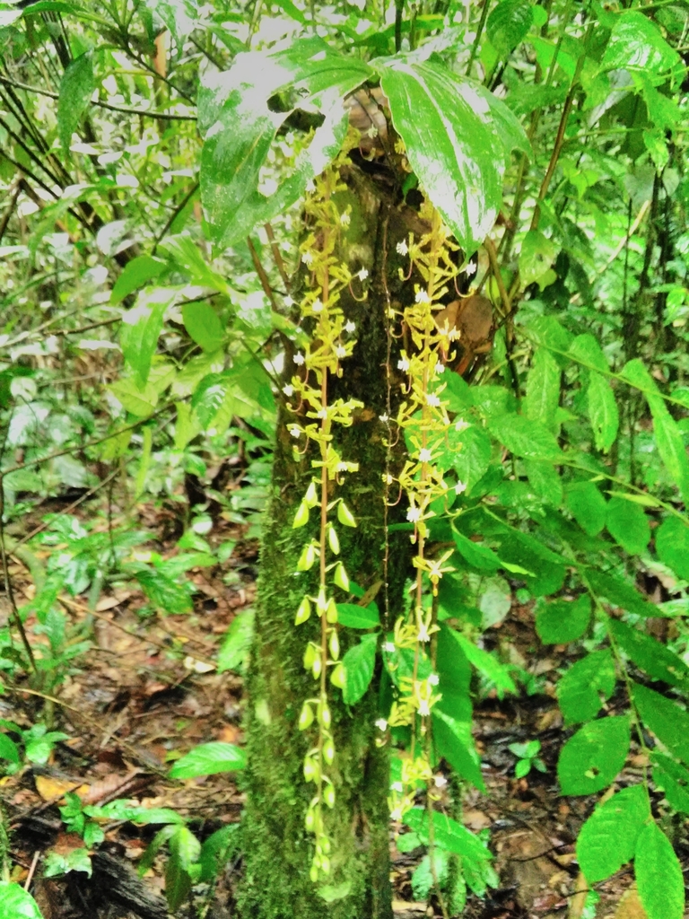 Cycnoches suarezii