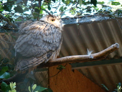 Bubo ascalaphus