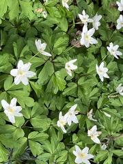 Anemonoides nemorosa