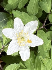 Anemonoides nemorosa