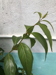Citharexylum spinosum