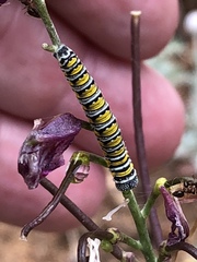 Pontia sisymbrii