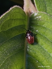 Pentatomoidea