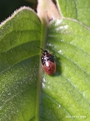 Pentatomoidea