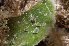 Costasiella ocellifera image