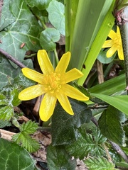 Ficaria verna