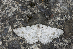 Lassaba parvalbidaria