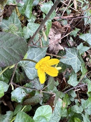 Ficaria verna