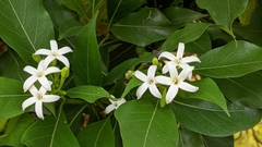 Morinda coreia
