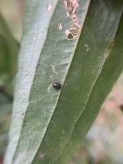 Chilocoristes funestus