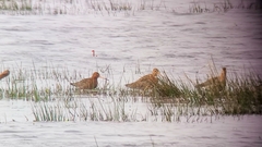 Limosa limosa islandica