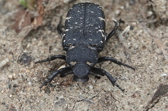 Cremastocheilus angularis