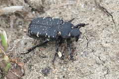 Cremastocheilus angularis