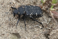 Cremastocheilus angularis