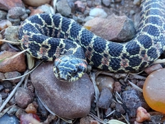 South American Hognose Snake photo 2