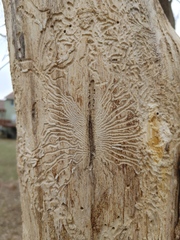 Scolytus muticus