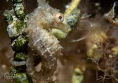 Hippocampus zosterae