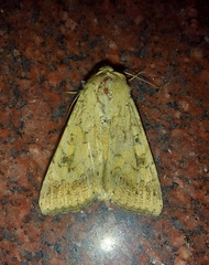 Helicoverpa armigera