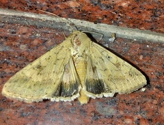 Helicoverpa armigera