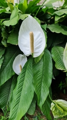 Spathiphyllum wallisii
