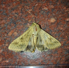 Helicoverpa armigera