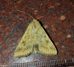 Helicoverpa armigera