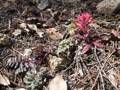 Pedicularis densiflora
