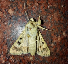 Helicoverpa armigera