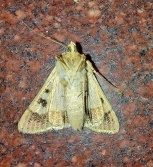 Helicoverpa armigera