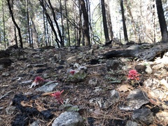 Pedicularis densiflora