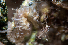 Hippocampus zosterae