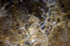 Hippocampus zosterae