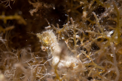 Hippocampus zosterae