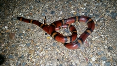 Lampropeltis annulata