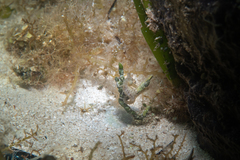 Hippocampus zosterae